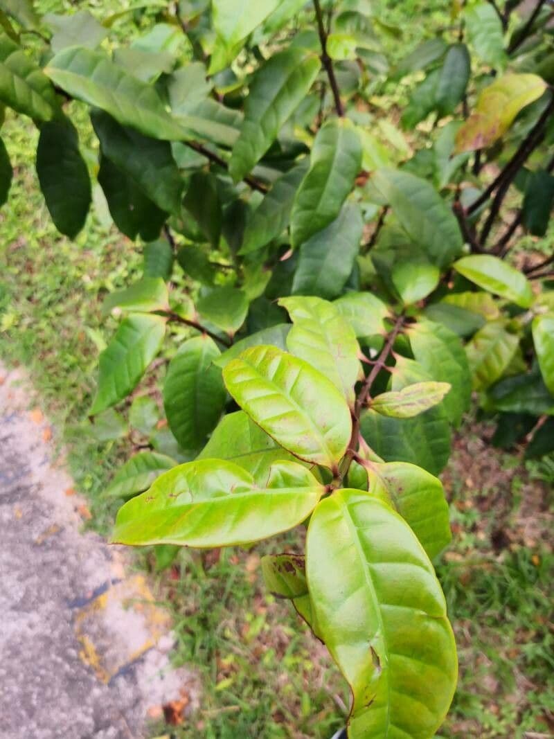 Strophanthus 12