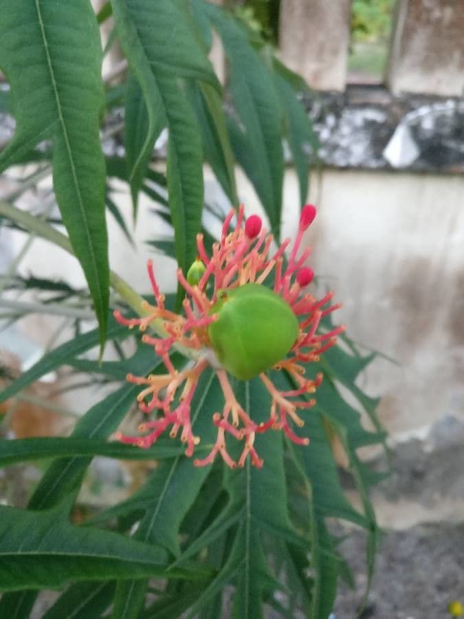 Pianta di corallo 5