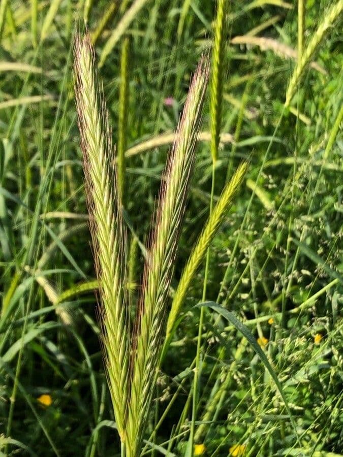 Orzo bulboso 8