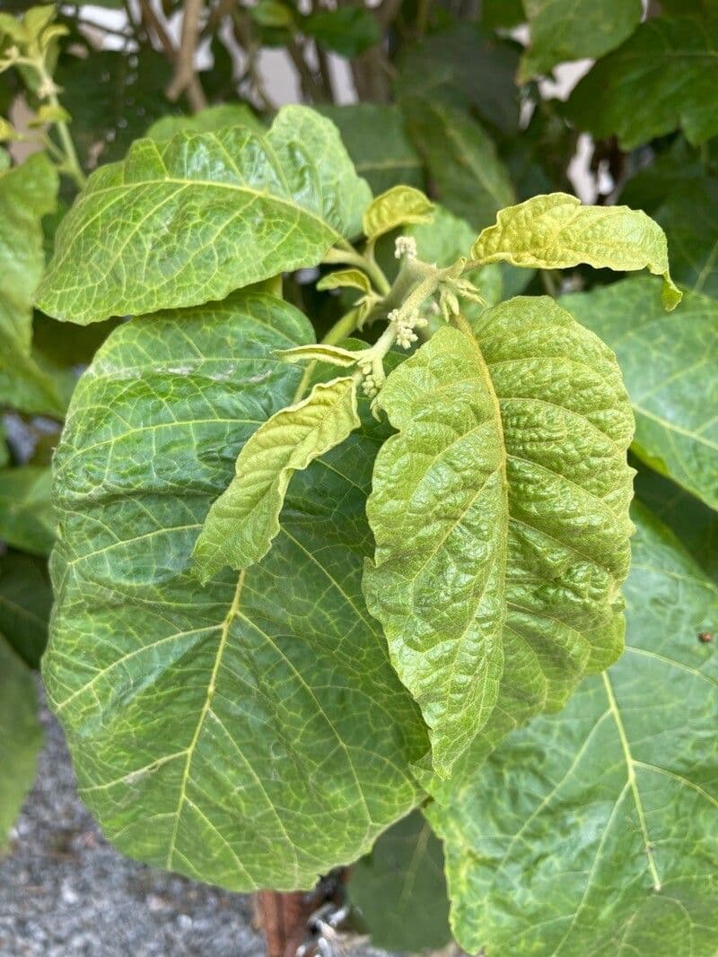 Solanum paniculatum 9