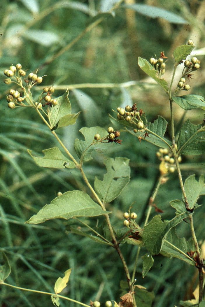Lisimaquia 26