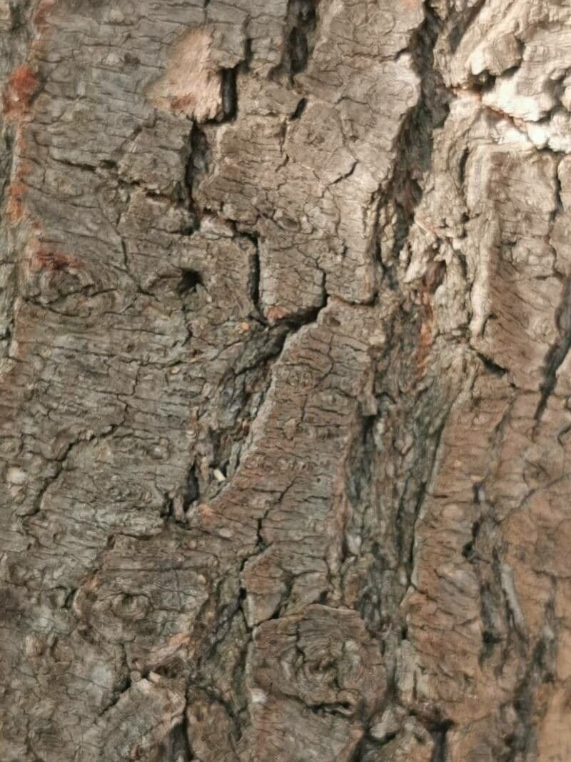 Susino brigantino 17