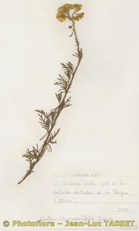 Chamomile-leaved Yarrow 18