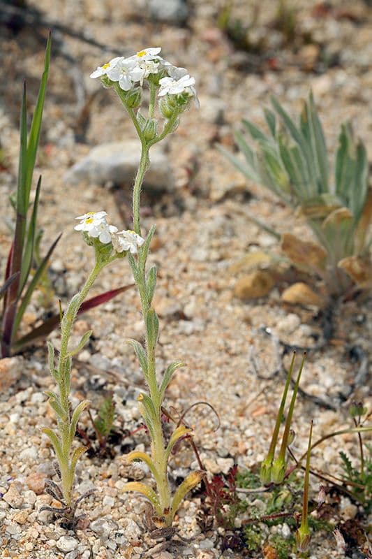 Sisyrinchium 9