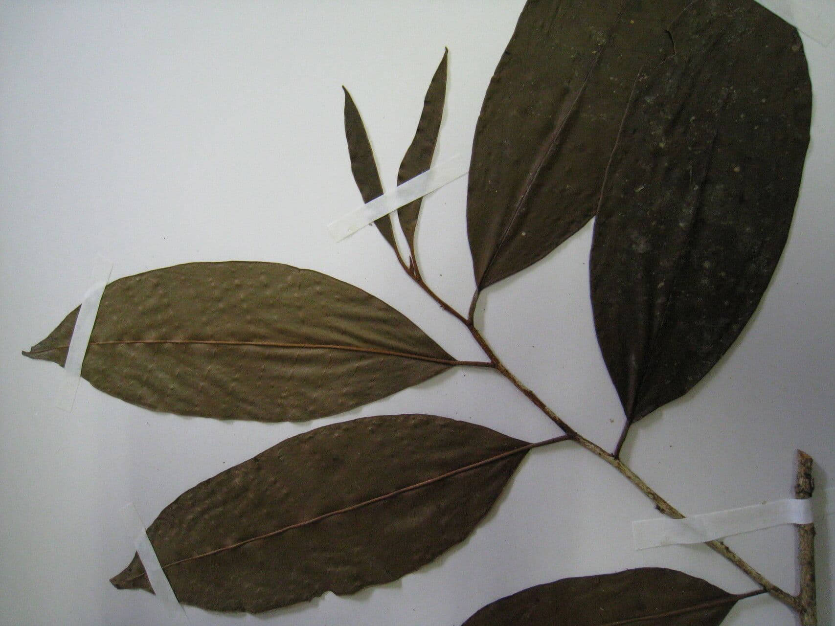 Chrysophyllum argenteum 8