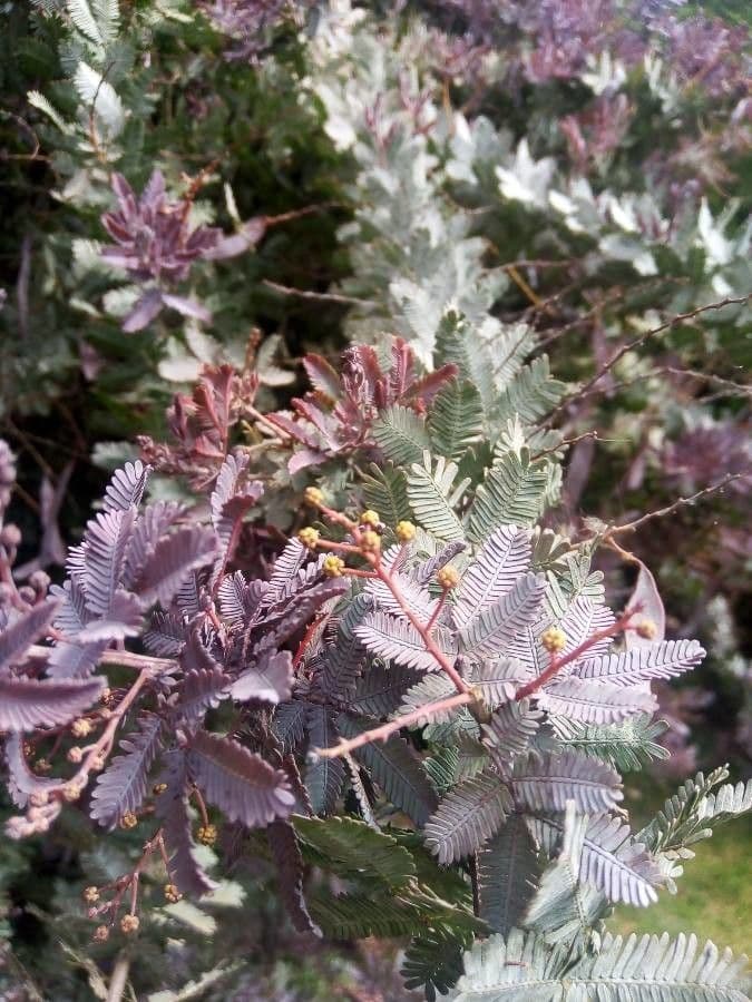 Acacia di Bailey 16