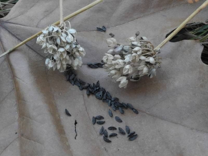 Allium suaveolens 3