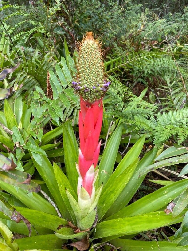 Aechmea 5