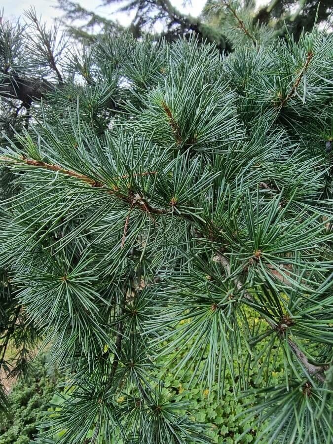 Pino parviflora 17