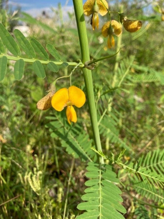Sesbania herbacea 8