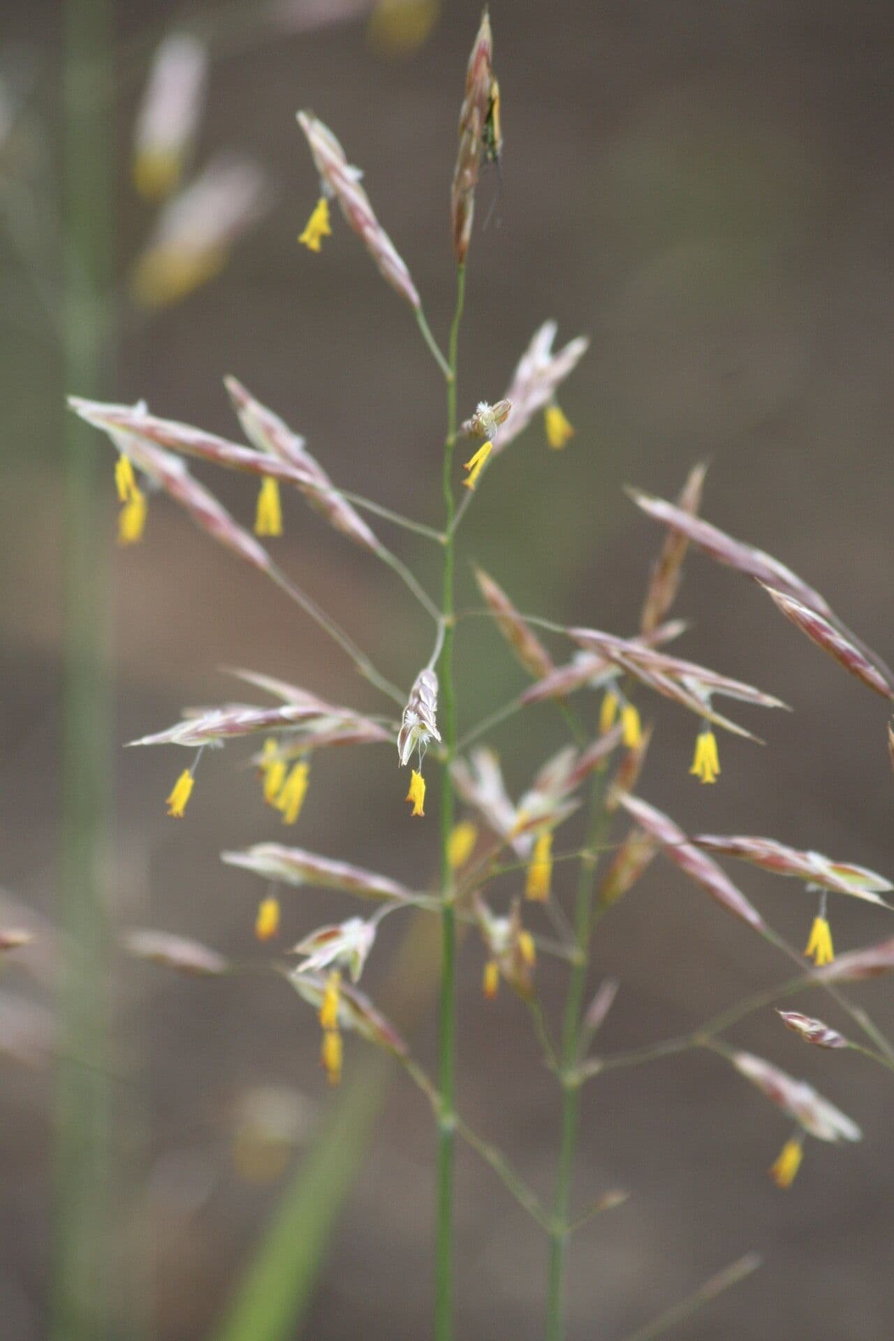 Brome ripario