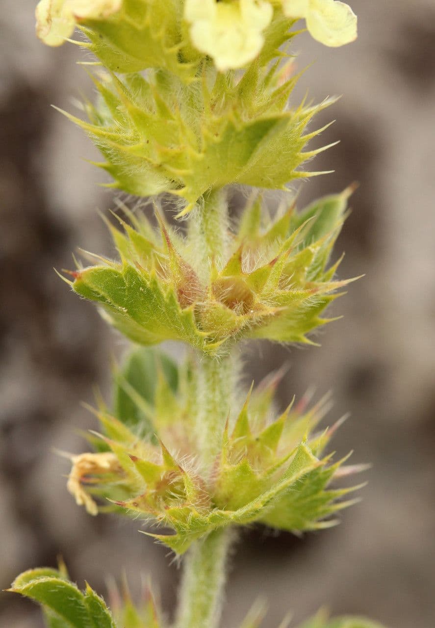 Sideritis hyssopifolia 4