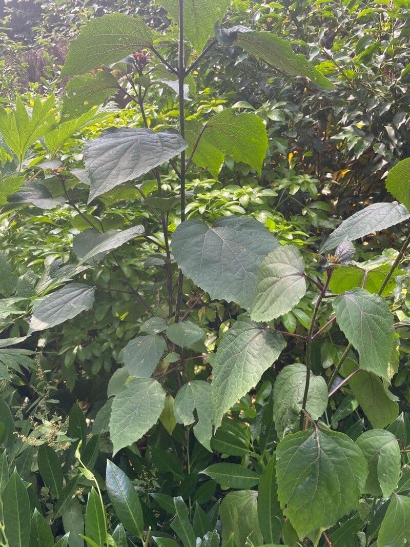 Gloria 14