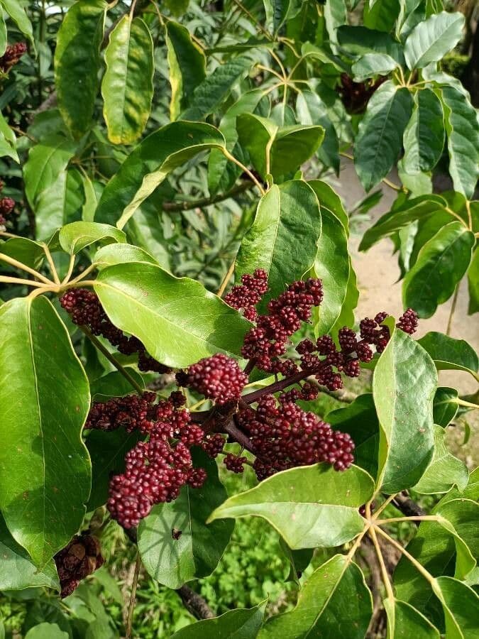 Schefflera 2