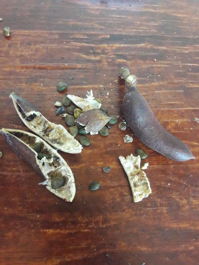 Ormocarpum 5
