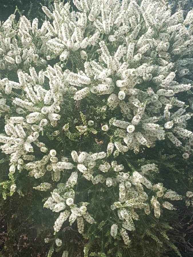 Melaleuca 7
