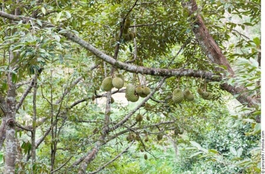 Durian 10