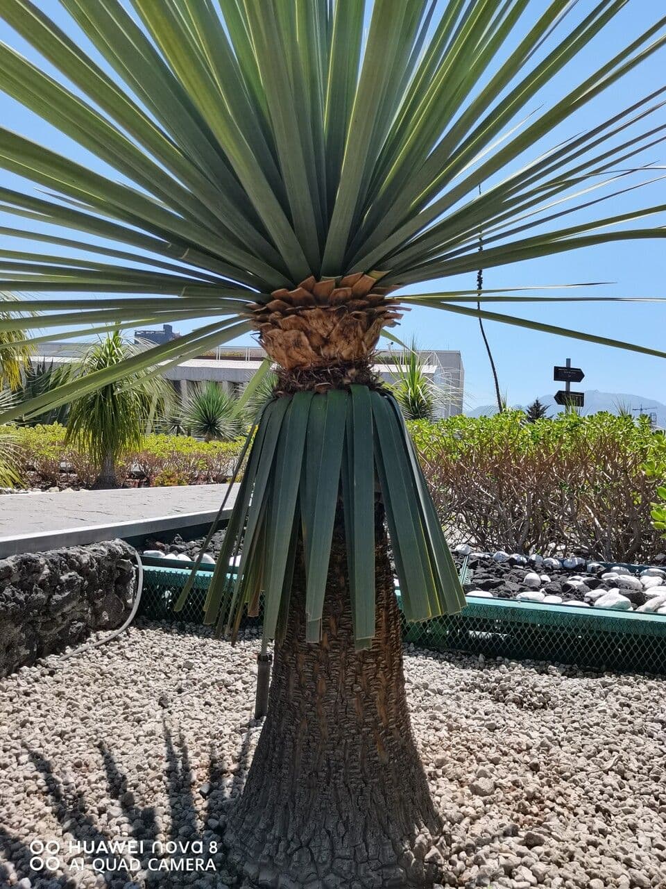 Beaucarnea 5