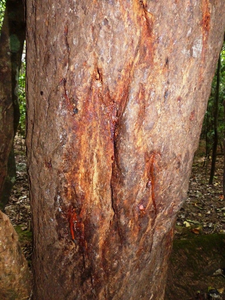 Polyscias 13