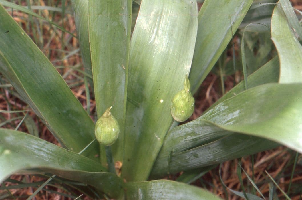 Aglio nero 18