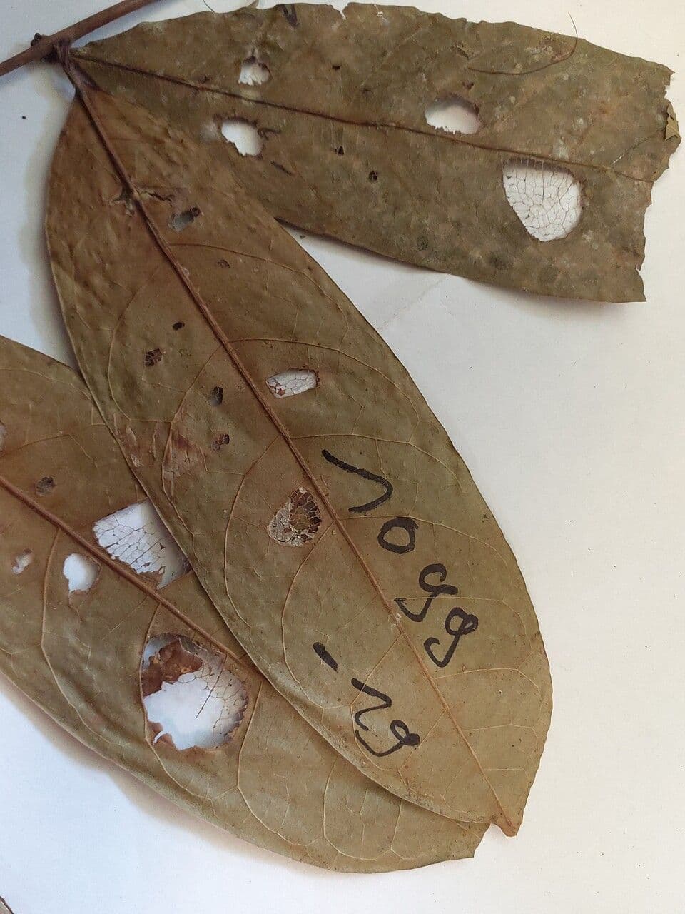Dacryodes 3