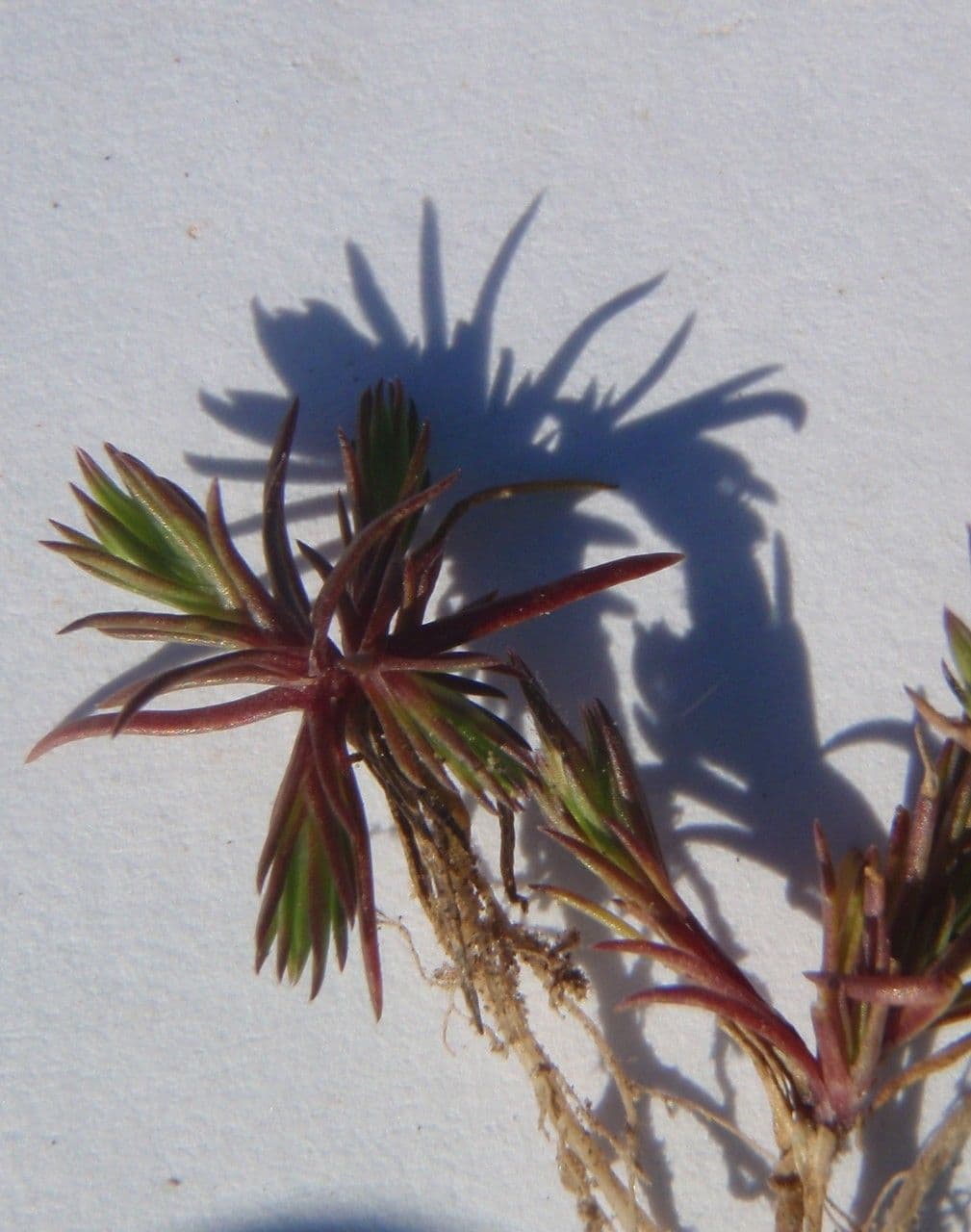 Minuartia ibrida 10