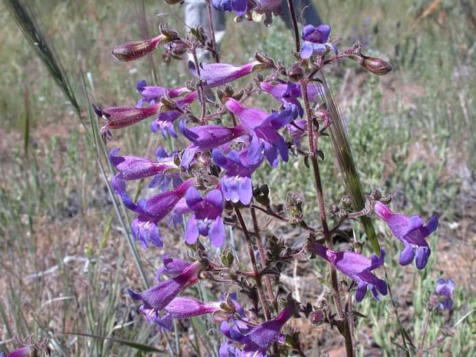 Penstemon 6