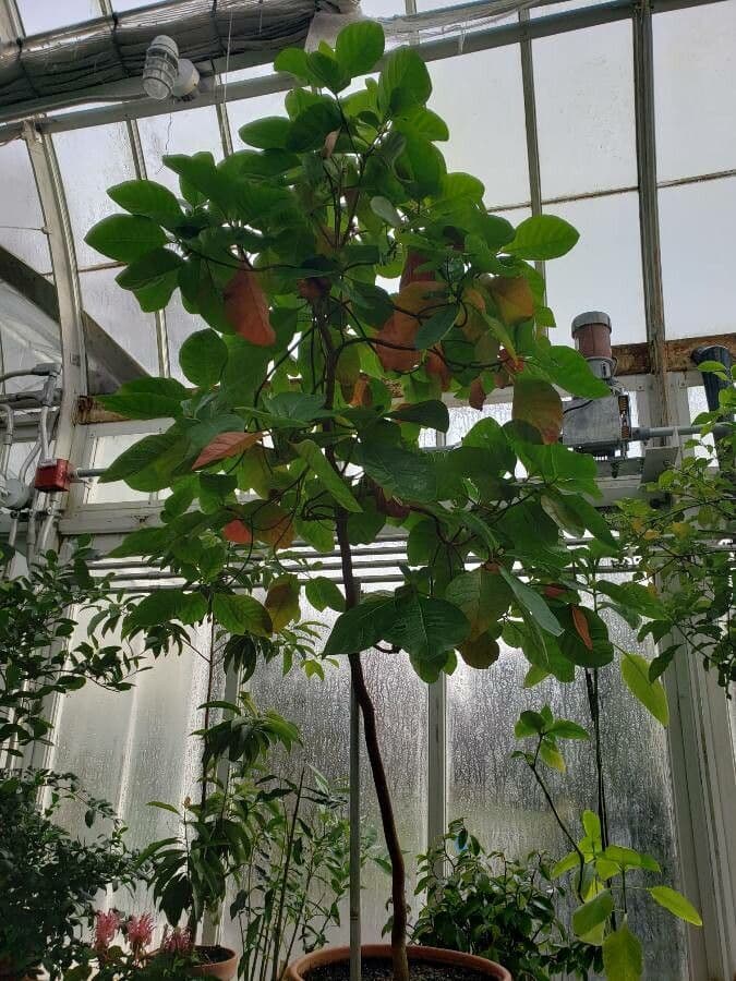 Chinarindenbaum 5