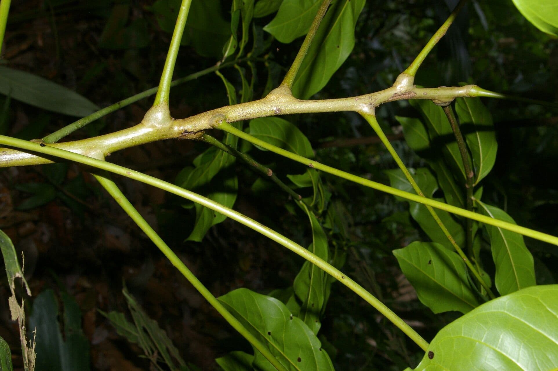 Talisia macrophylla 6