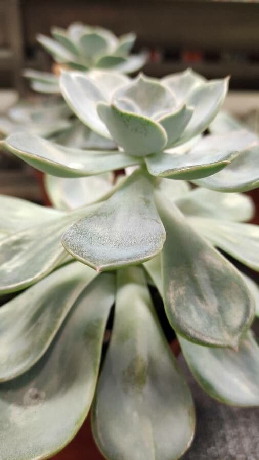Echeveria 12