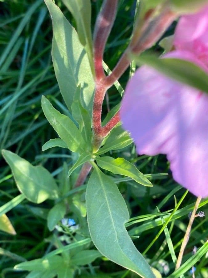 Clarkia amoena 15