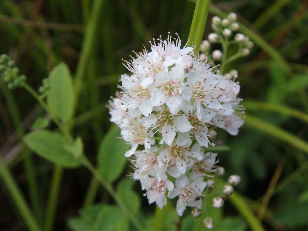 Spirea bianca 7