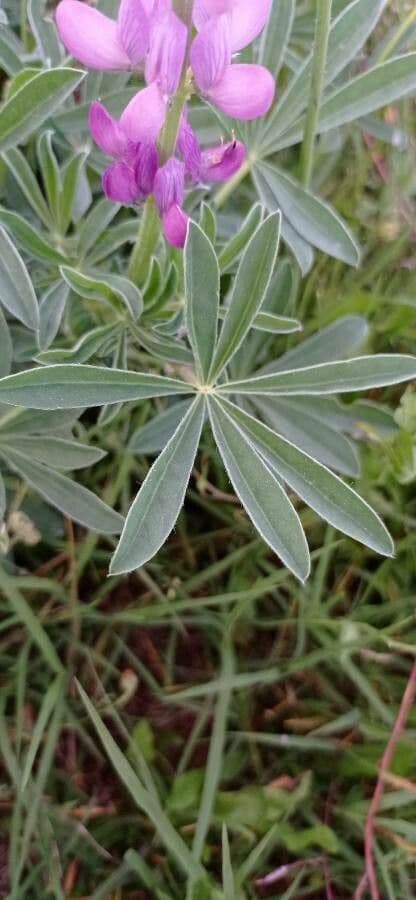 Weiße Lupine 17