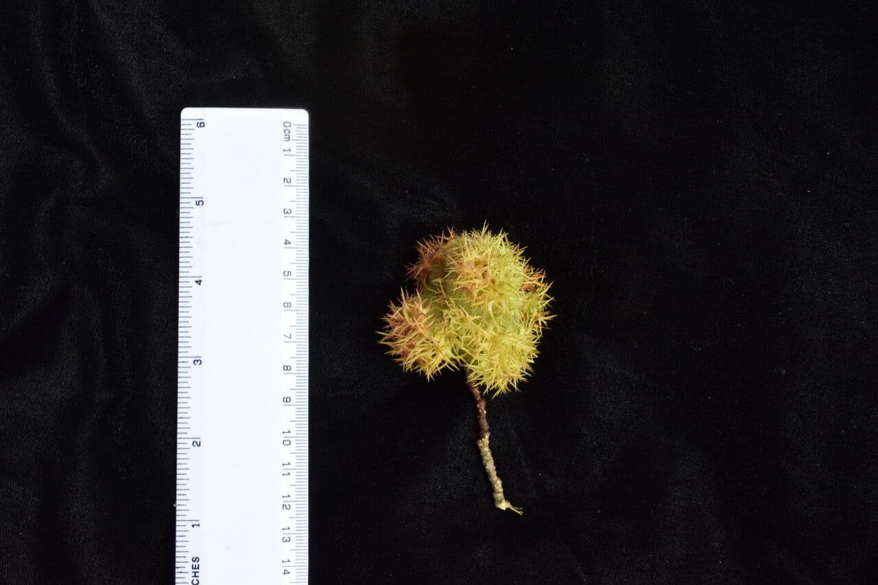 Himalayan hazel 11