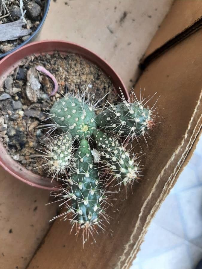 Feuer-Cholla 21