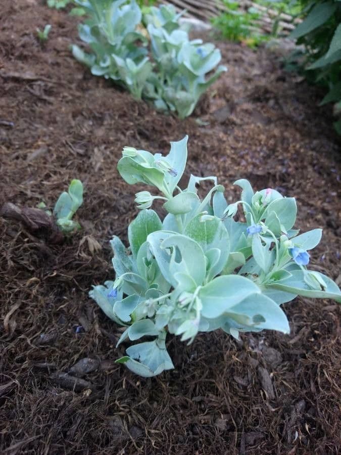 Mertensia marittima 10