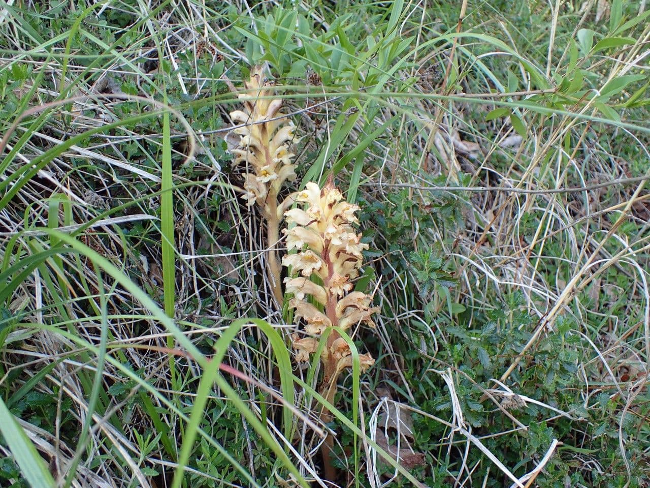 Orobanche gialla 10