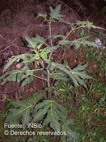 Solanum nudo 11