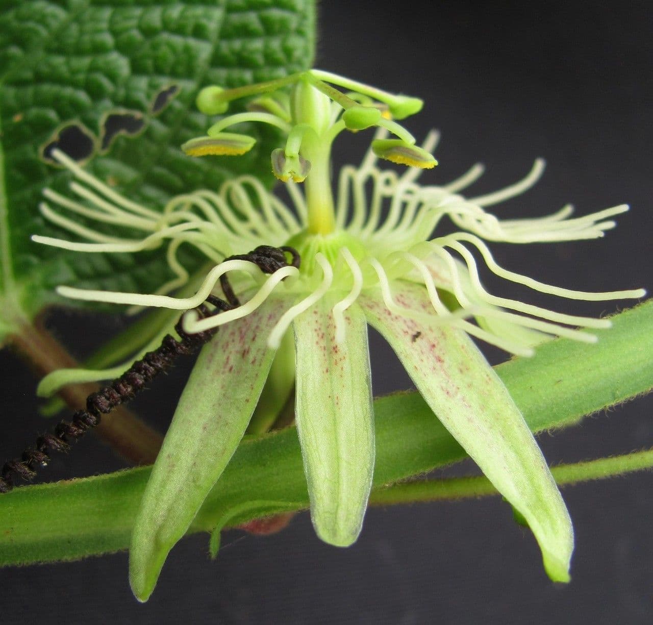 Passiflora 10