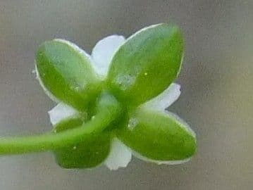 Sagina sdraiata 7
