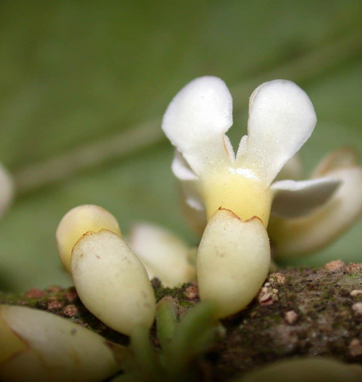 Schlegelia parviflora 3