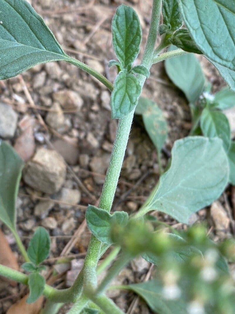 Eliotropio comune 23
