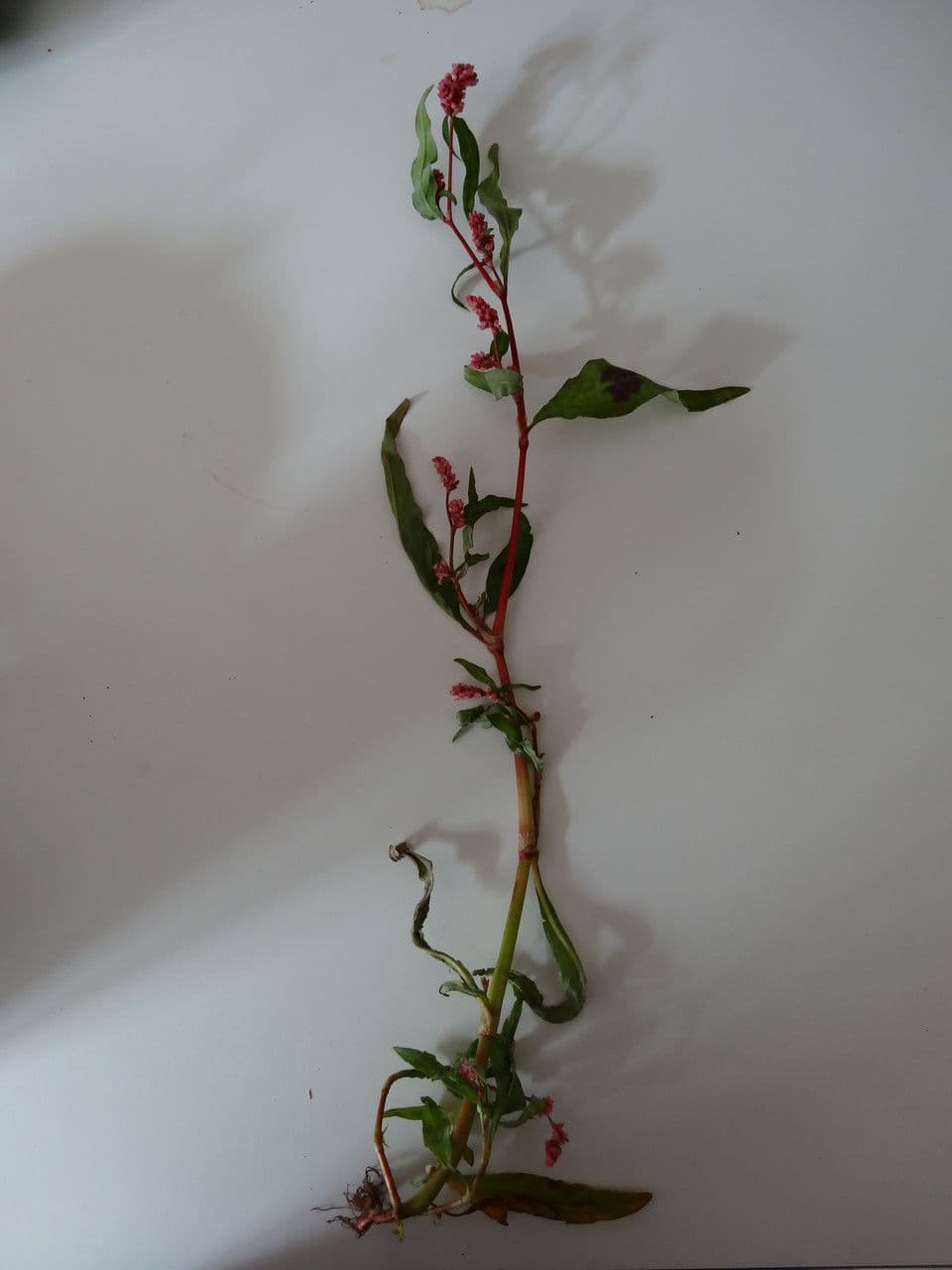 Poligono persicaria 26