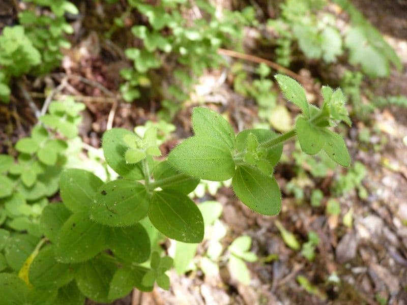 Galium 15