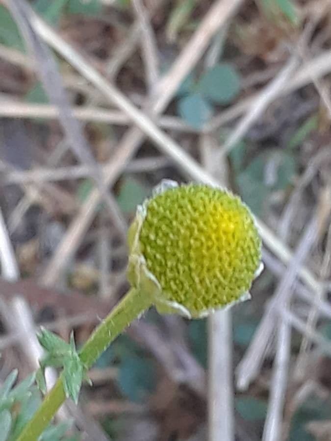 Matricaria 4