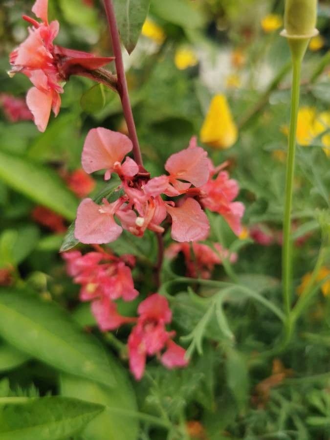 Clarkia 4