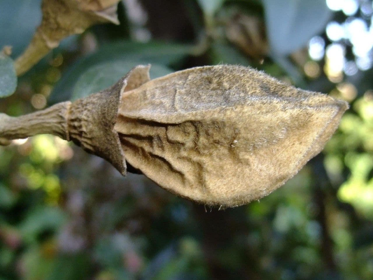 Juckbaum 2
