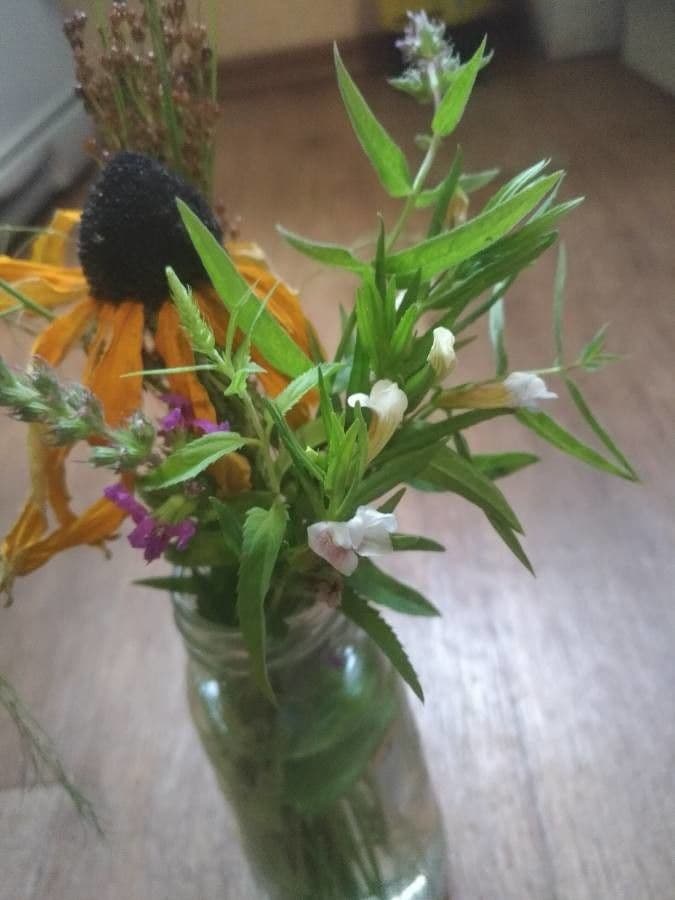 Graciola lekárska 23