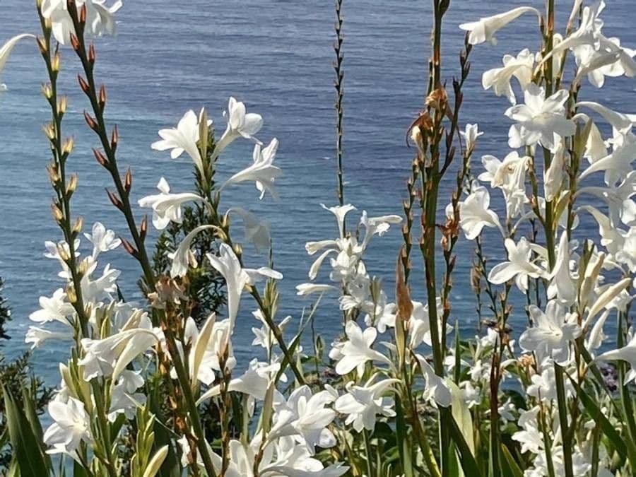 Watsonia 4