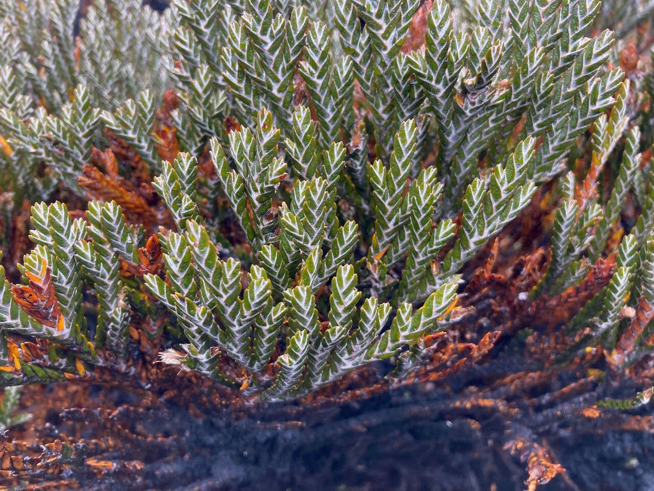 Andicolea 7